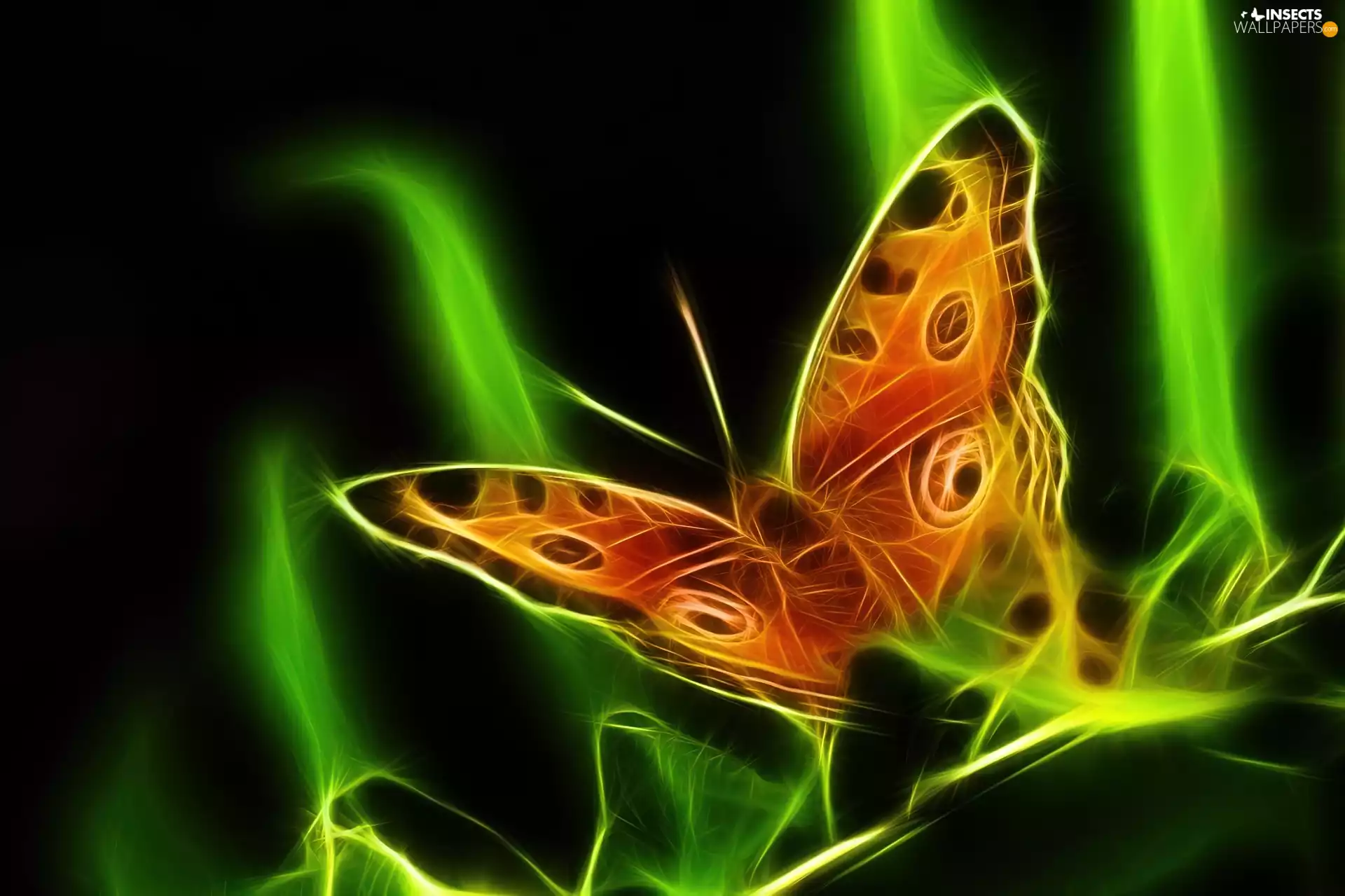 Vectorial, butterfly, graphics