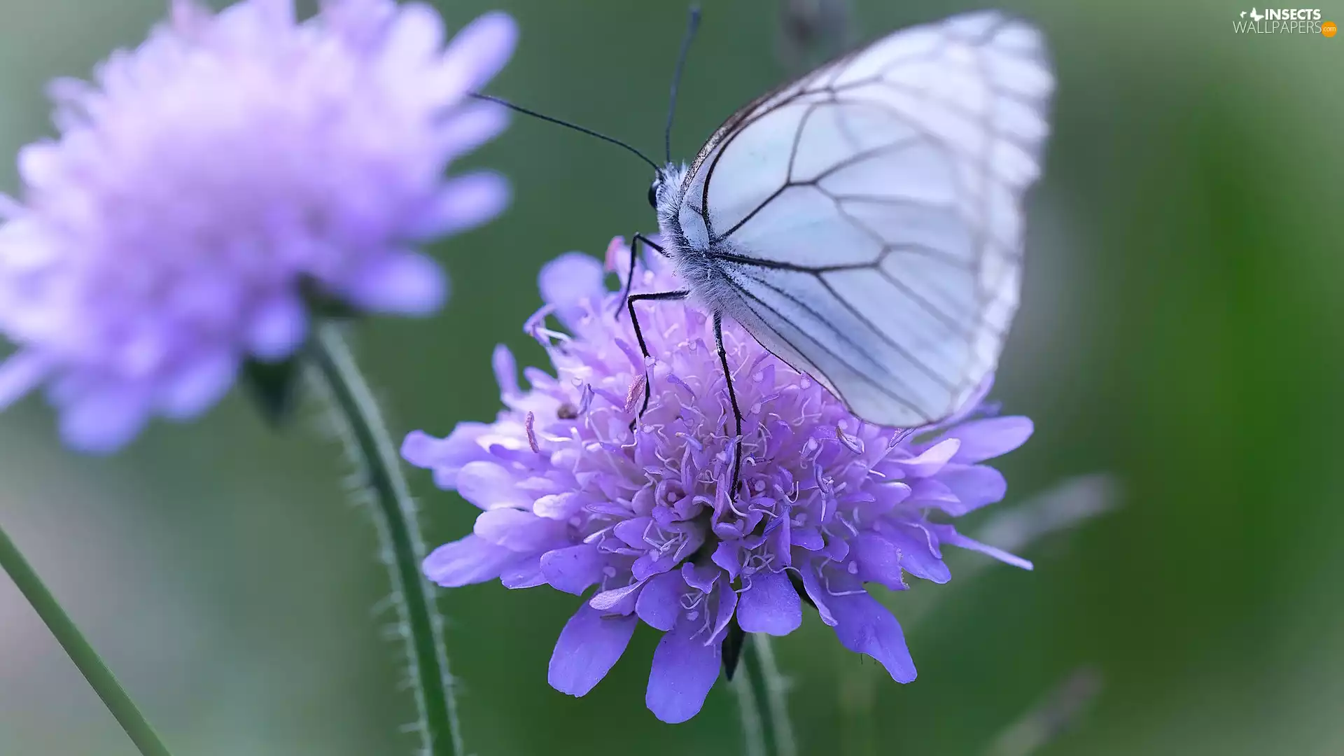 Black-veined White, Flowers, butterfly