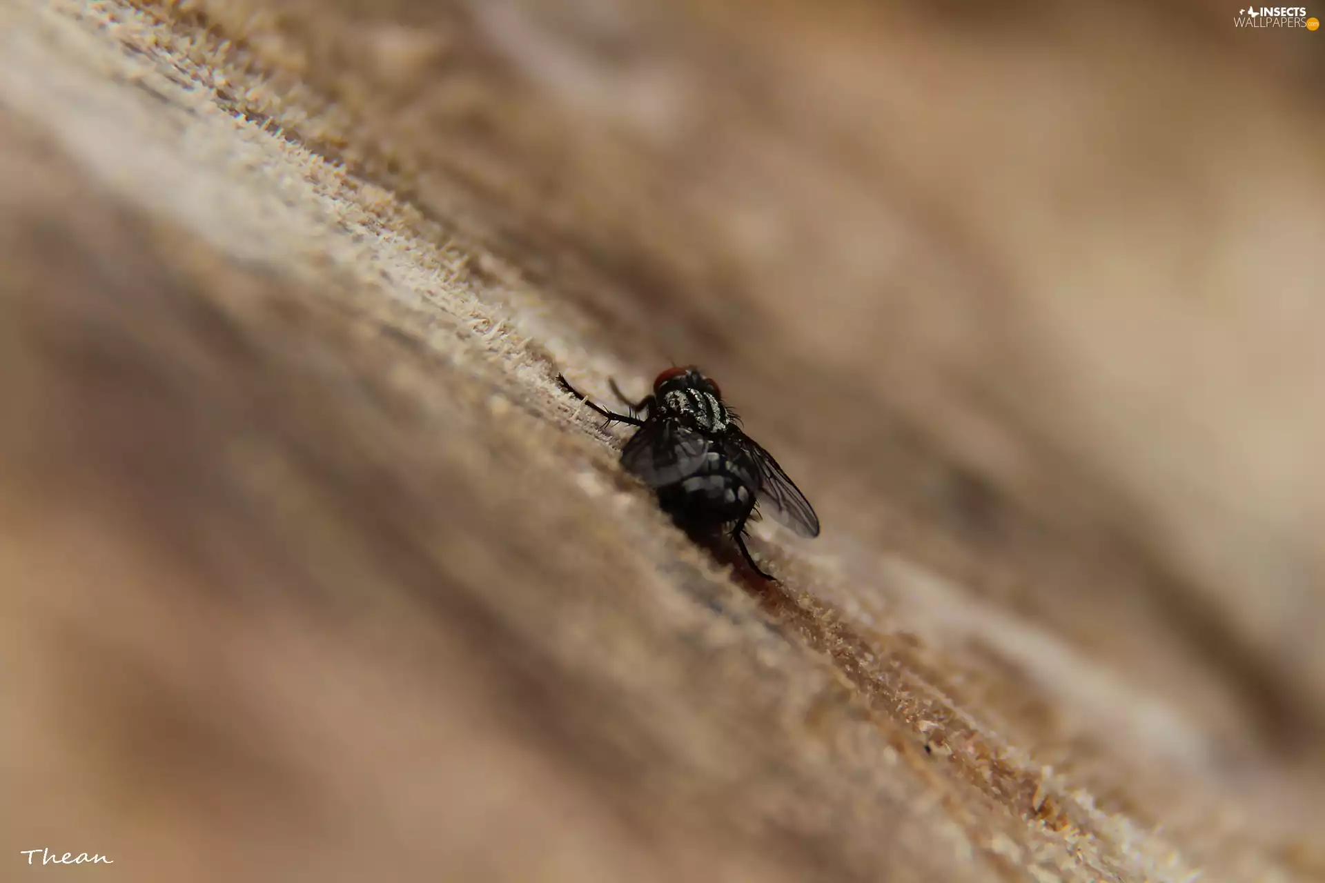 trees, viewes, cut, trunk, fly