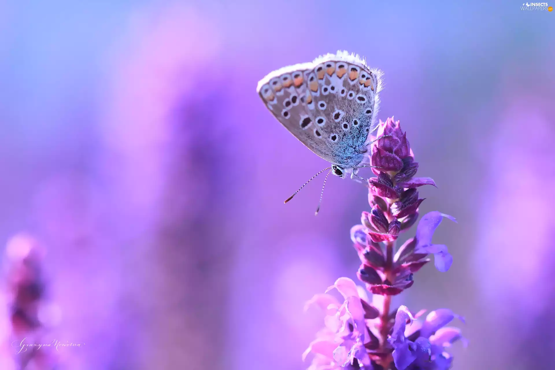 Violet, Dusky, butterfly