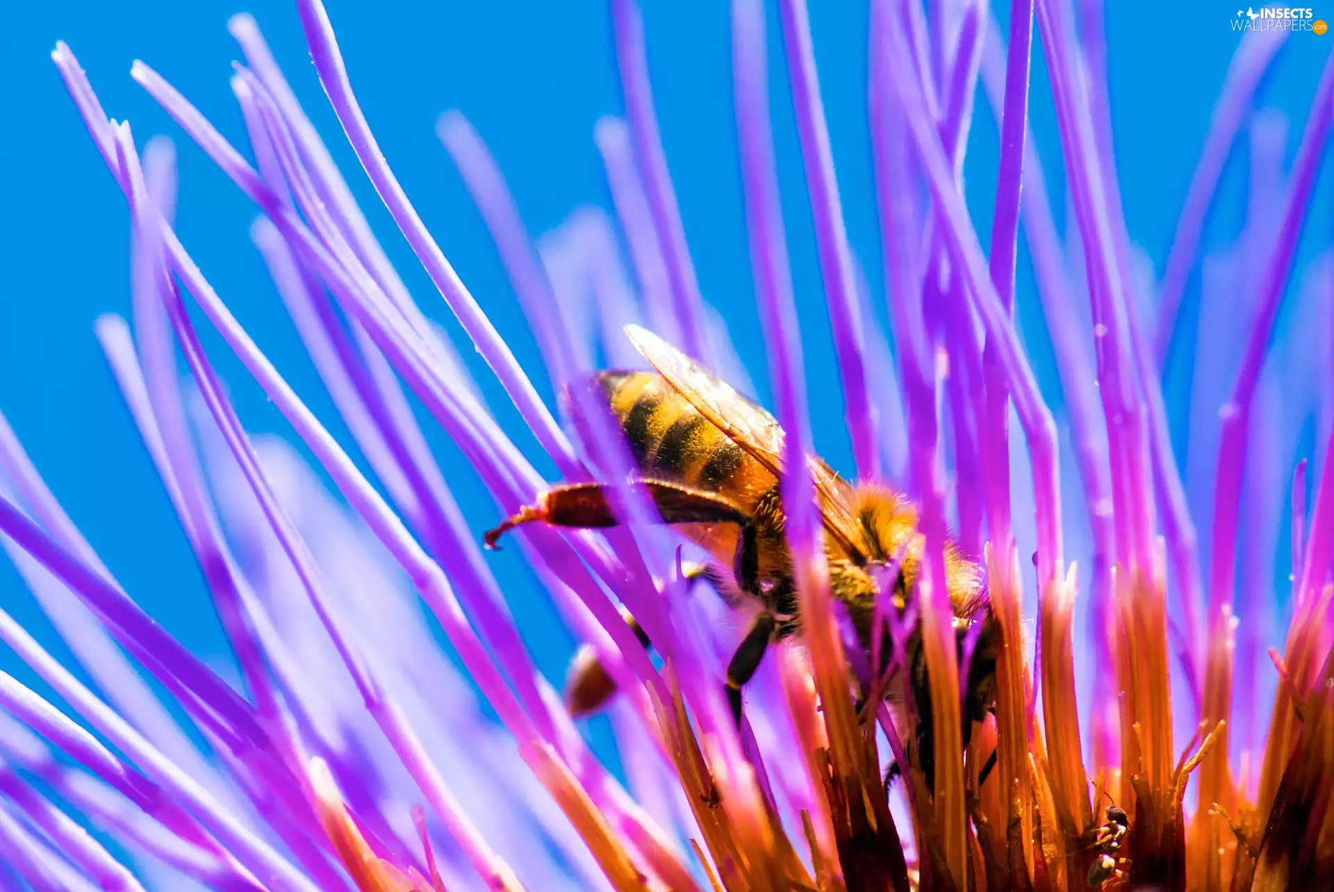 Colourfull Flowers, bee, Violet
