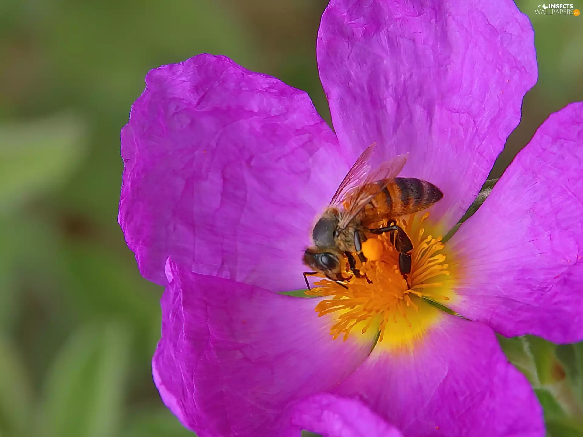 Colourfull Flowers, bee, Violet