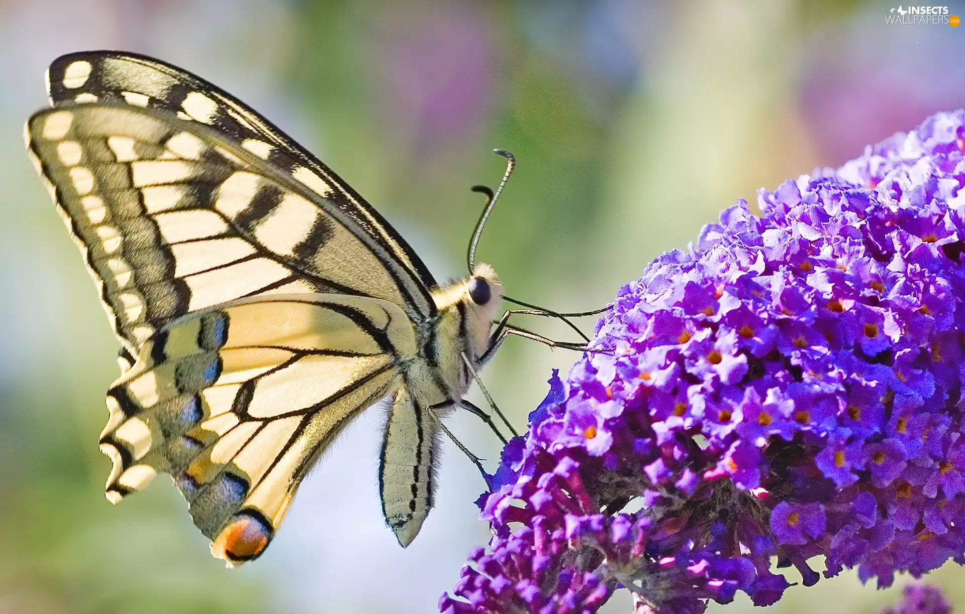 Colourfull Flowers, butterfly, Violet