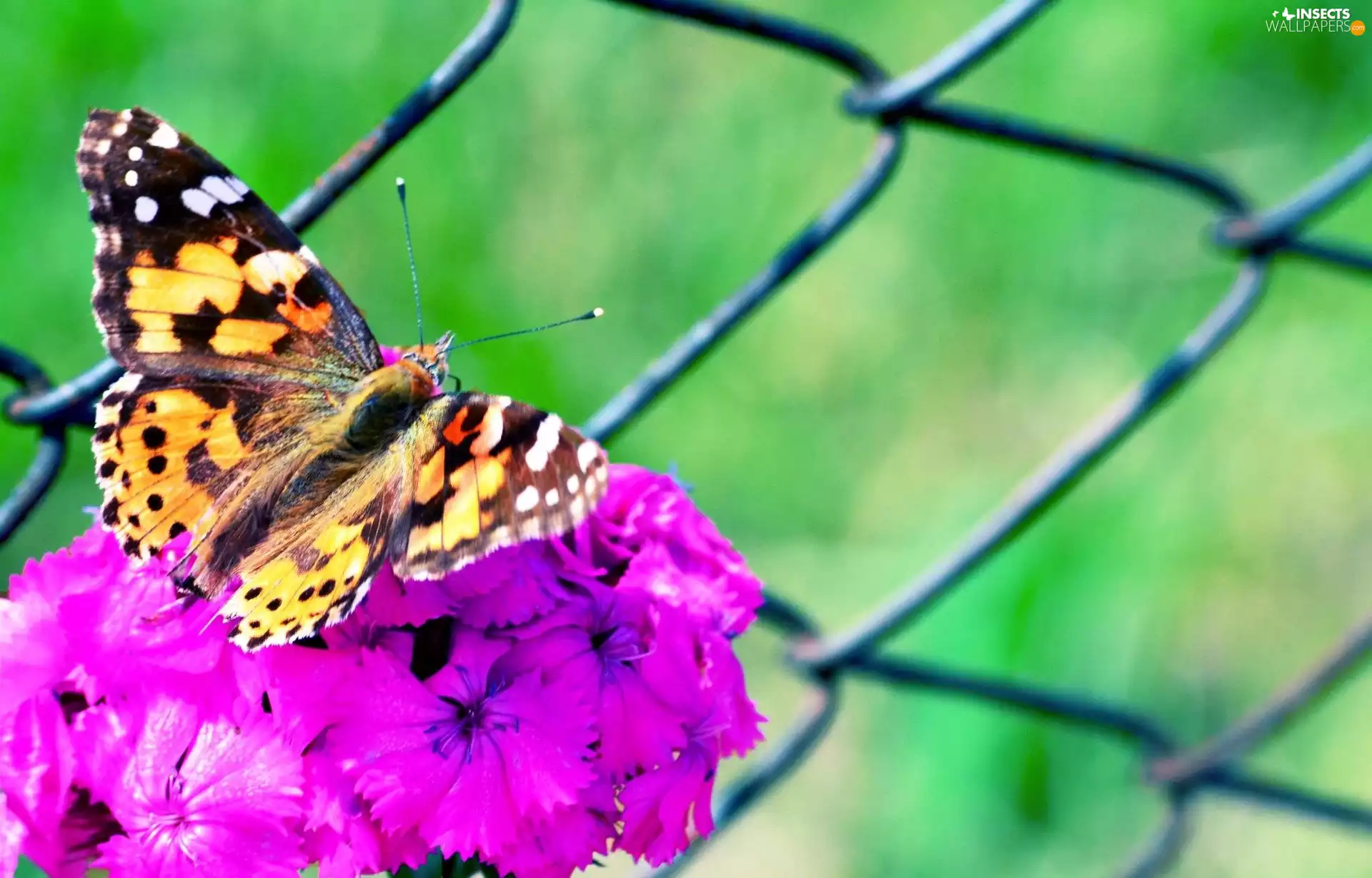 Colourfull Flowers, butterfly, Violet
