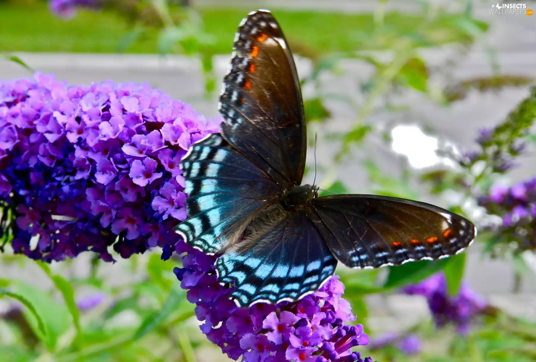 Beatyfull, Violet, Colourfull Flowers, butterfly