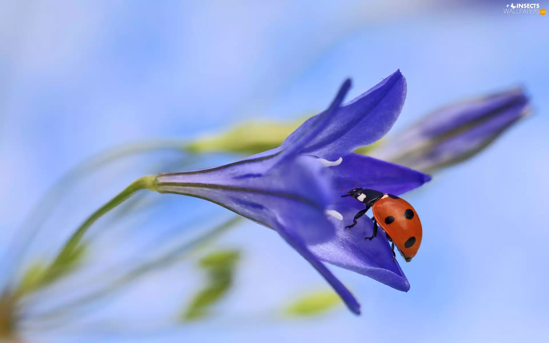 Colourfull Flowers, ladybird, Violet