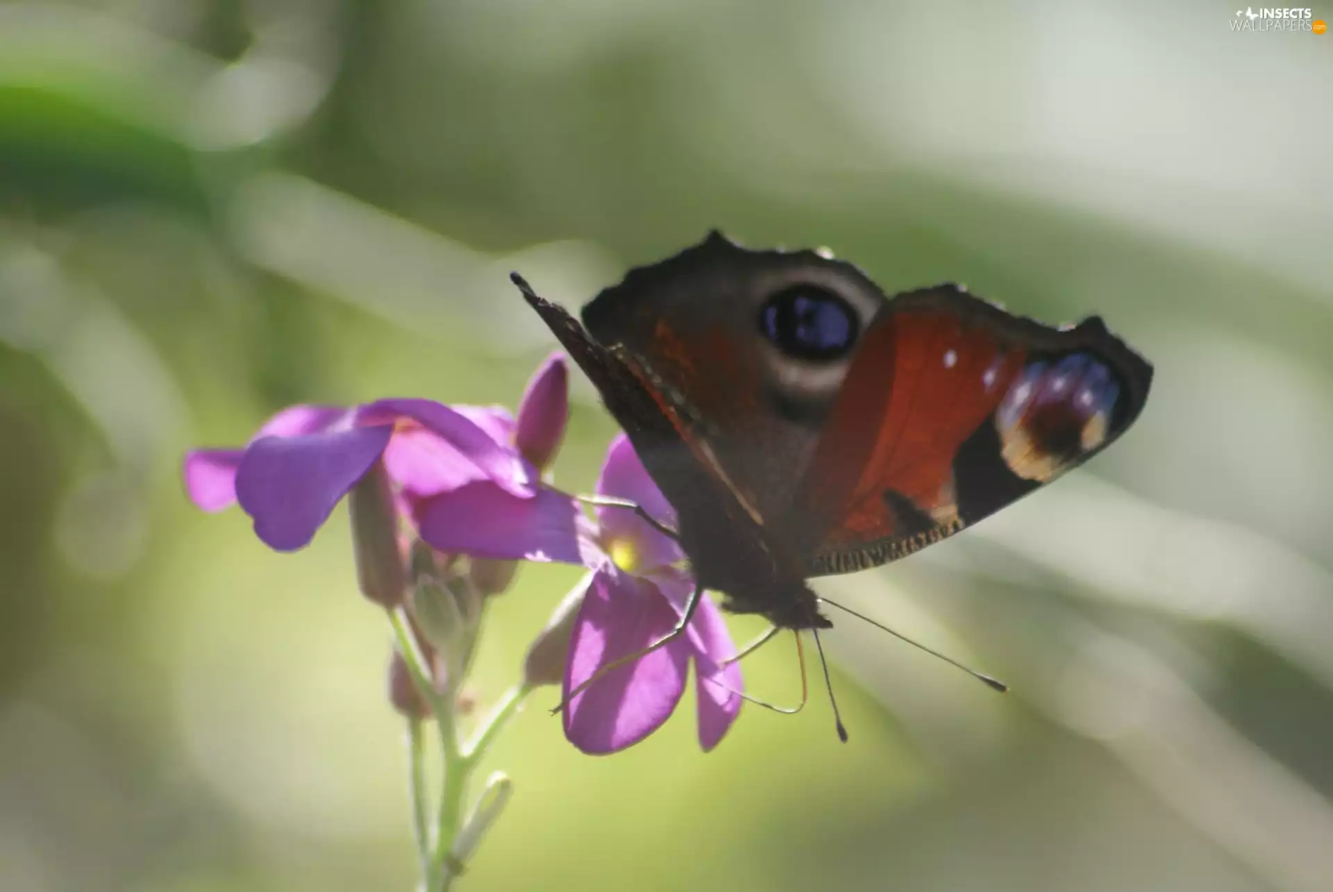 butterfly, Violet, Colourfull Flowers, Peacock