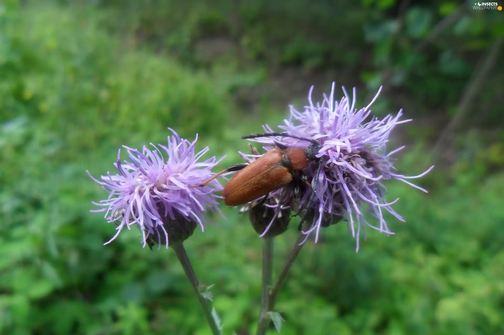 Insect, Thistle, meadow, Violet