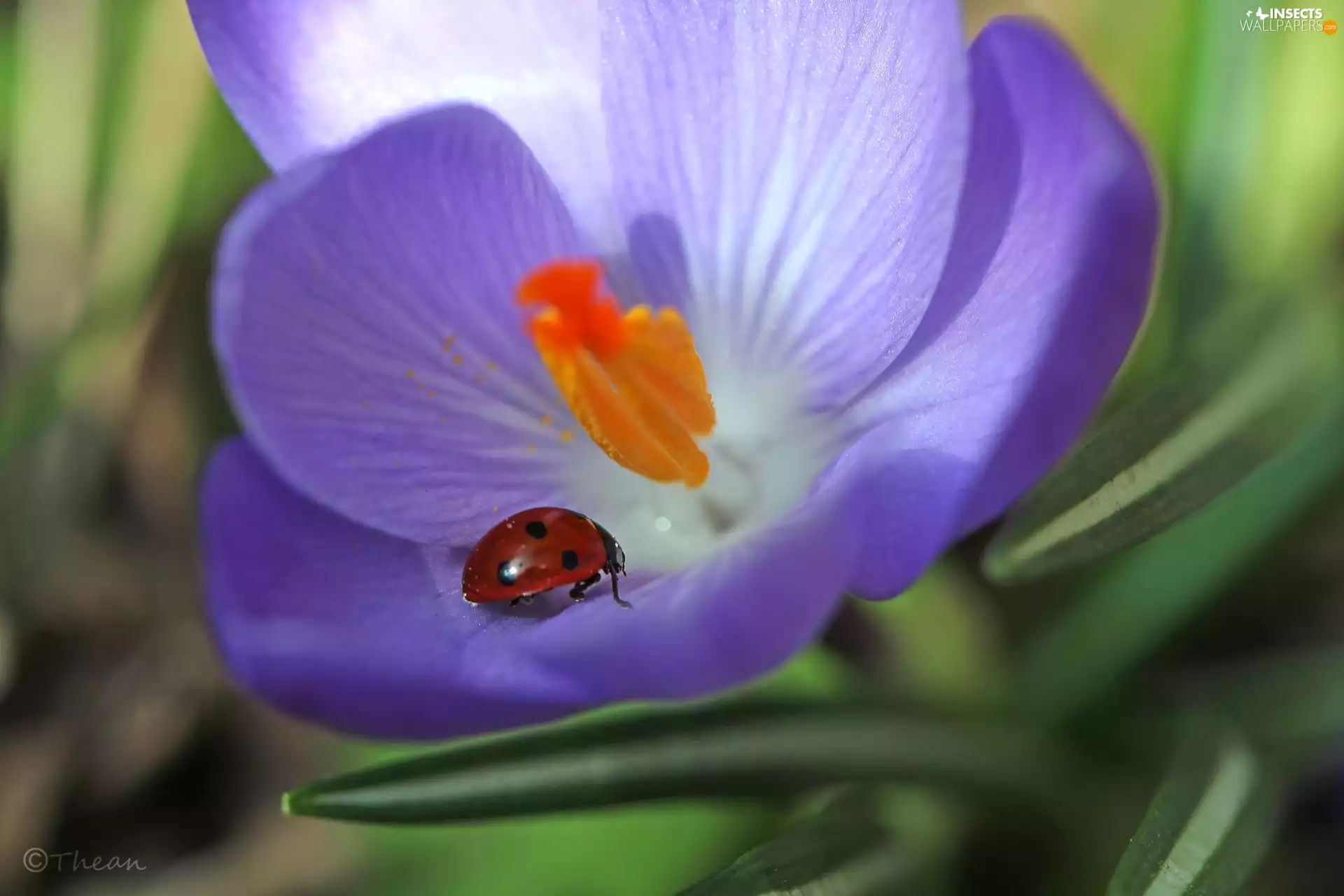 Colourfull Flowers, Spring, Violet, crocus, ladybird