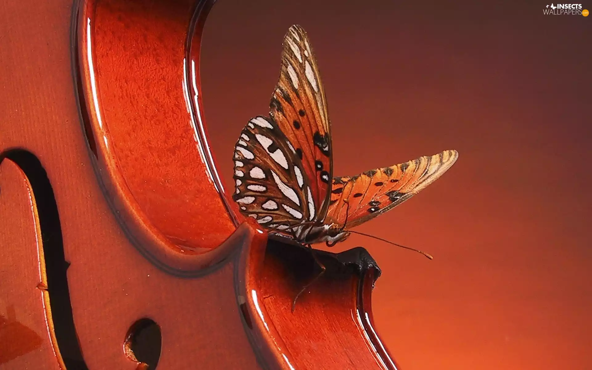 violin, butterfly