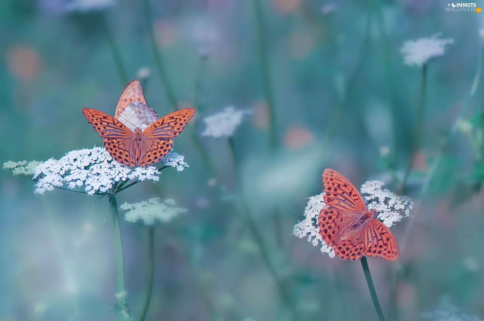 Silver-washed Fritillary, Flowers, butterflies