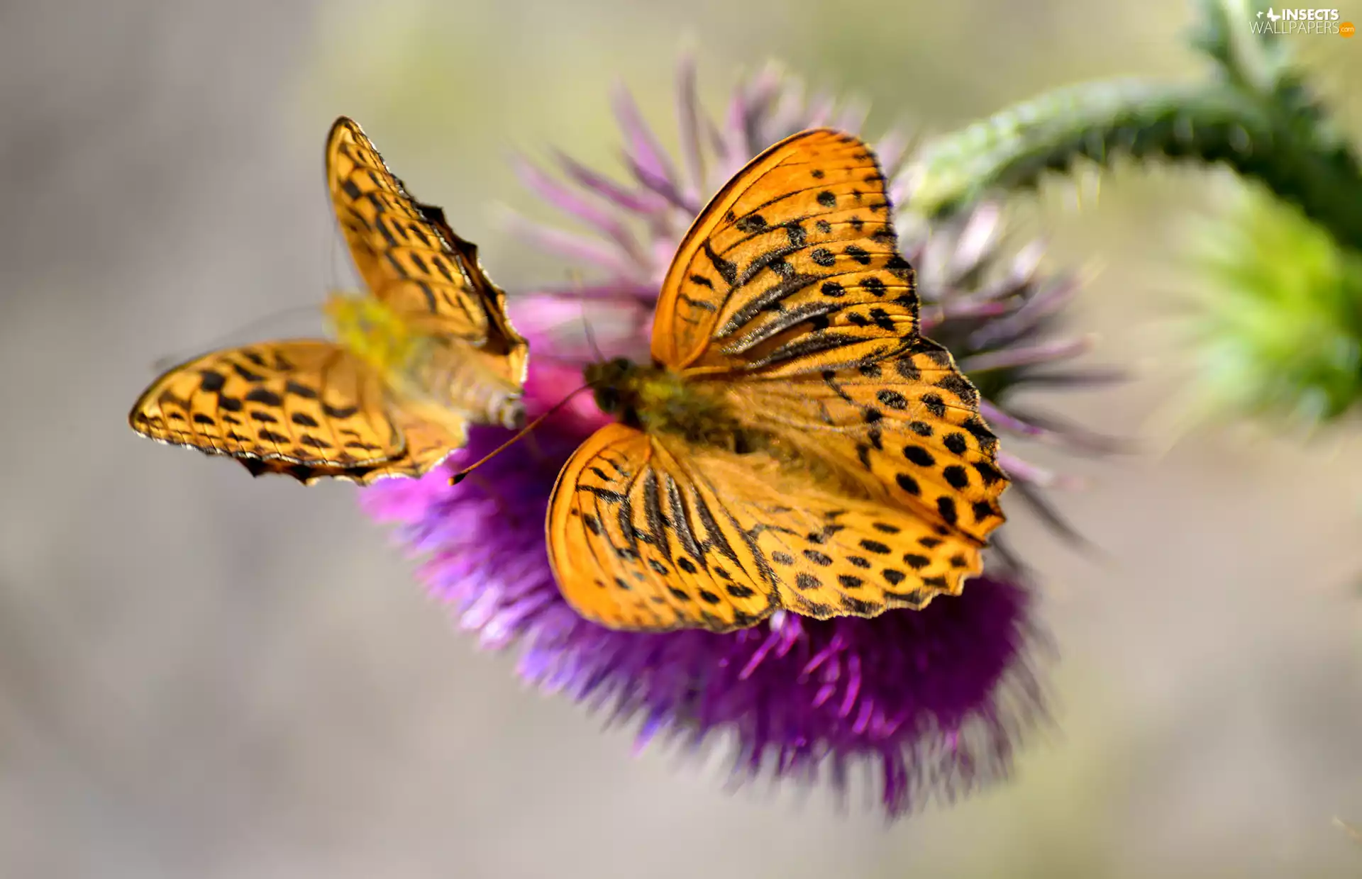 Silver-washed Fritillary, teasel, butterflies