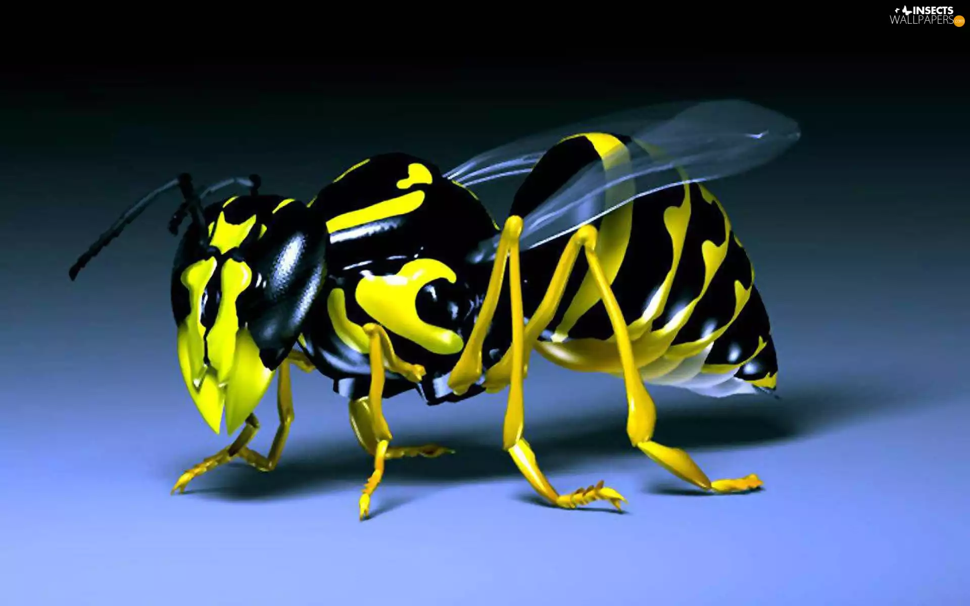 wasp, 3D