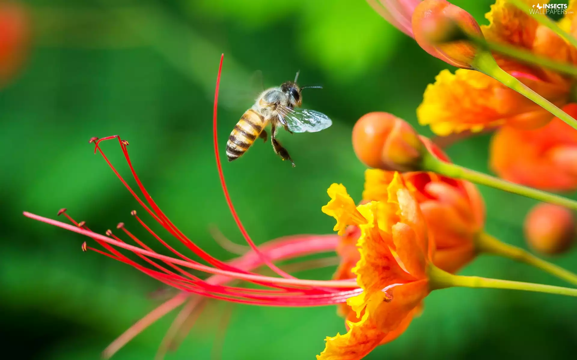 Close, Colourfull Flowers, wasp