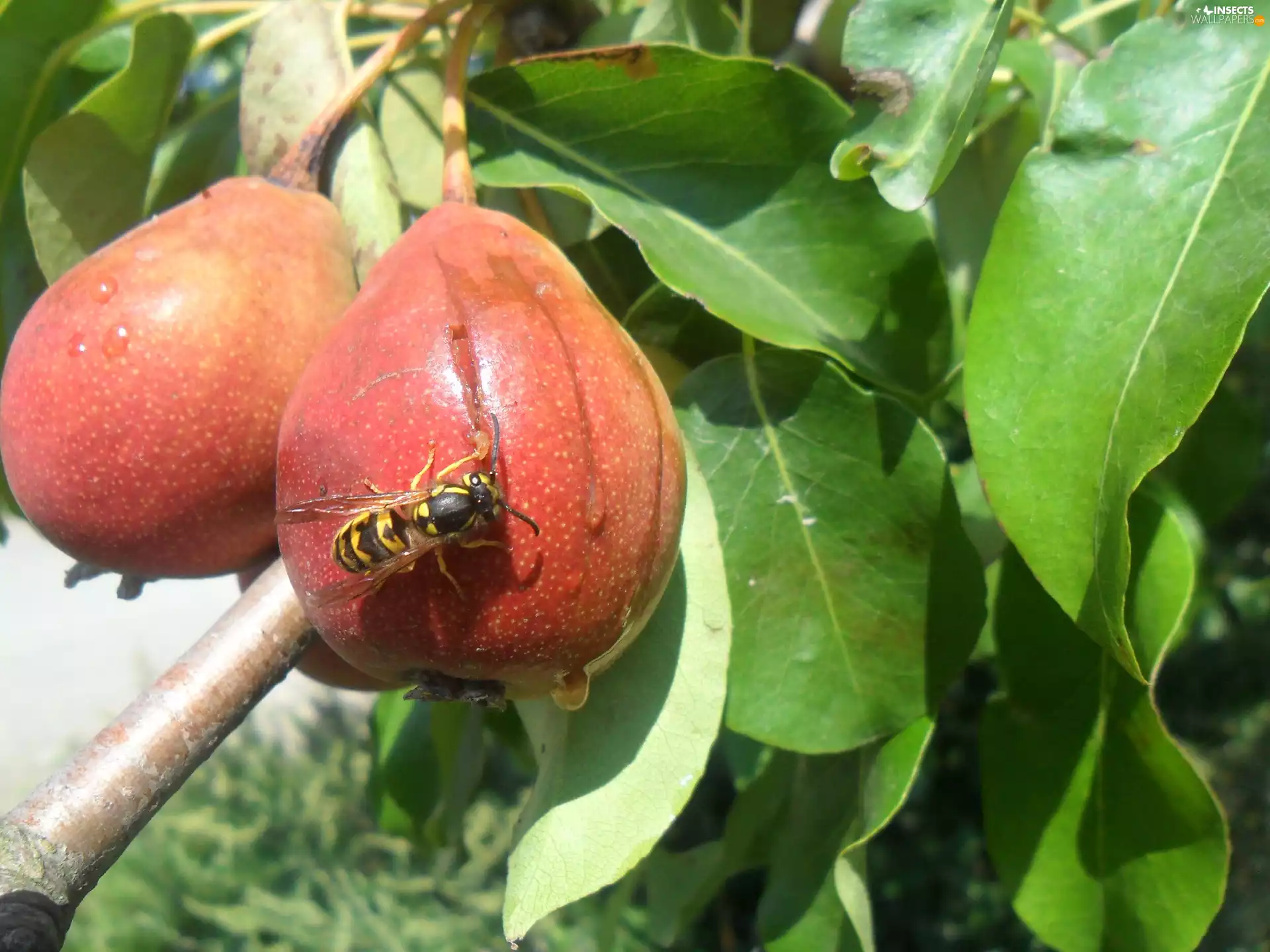 DBZ, truck concrete mixer, Drinking down, juice, wasp