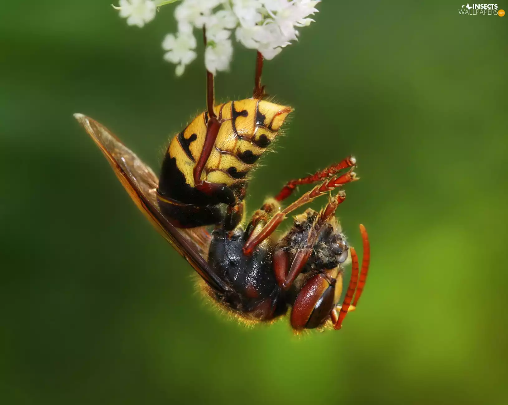 wasp, Flower
