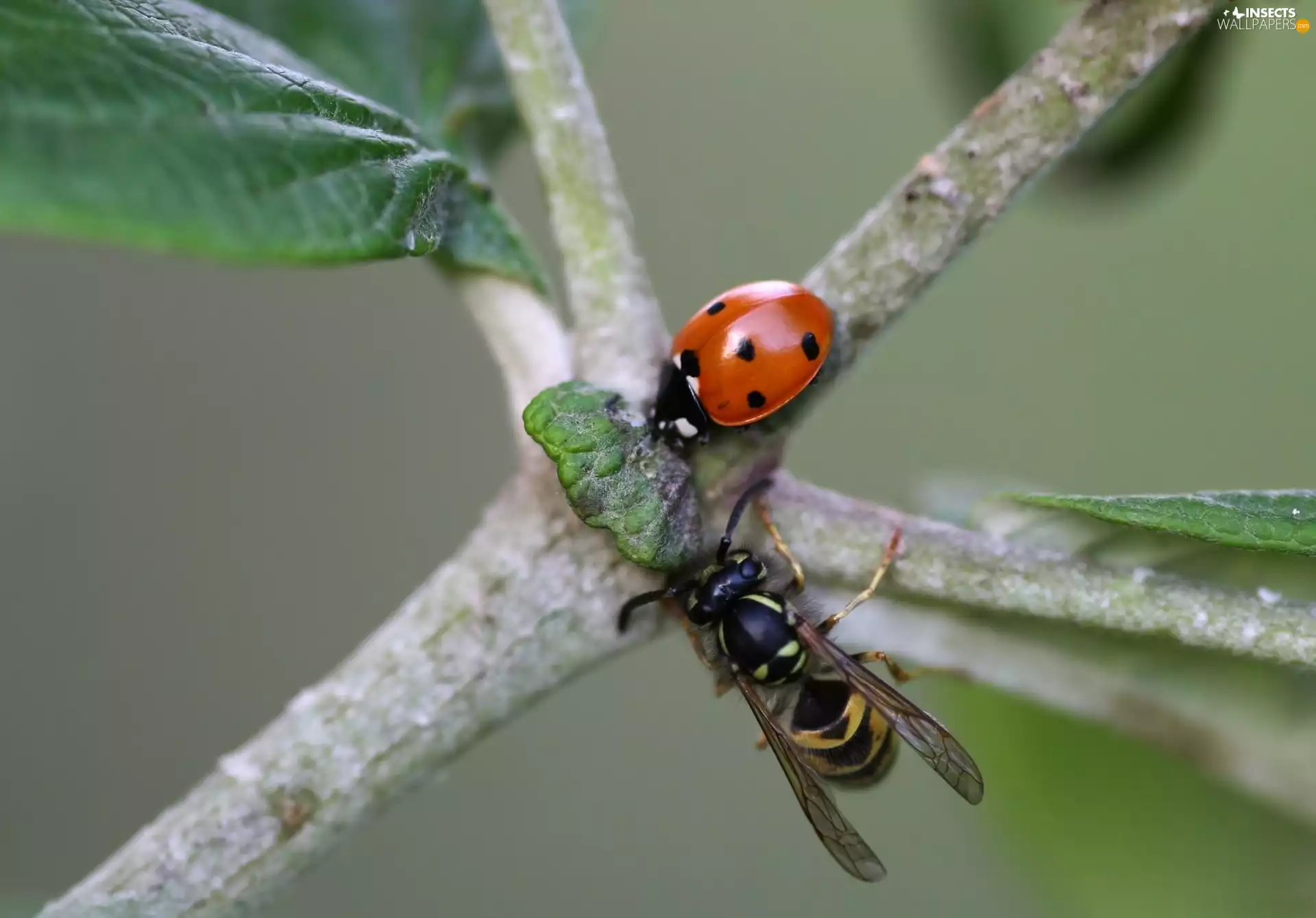 wasp, Twigs, ladybird