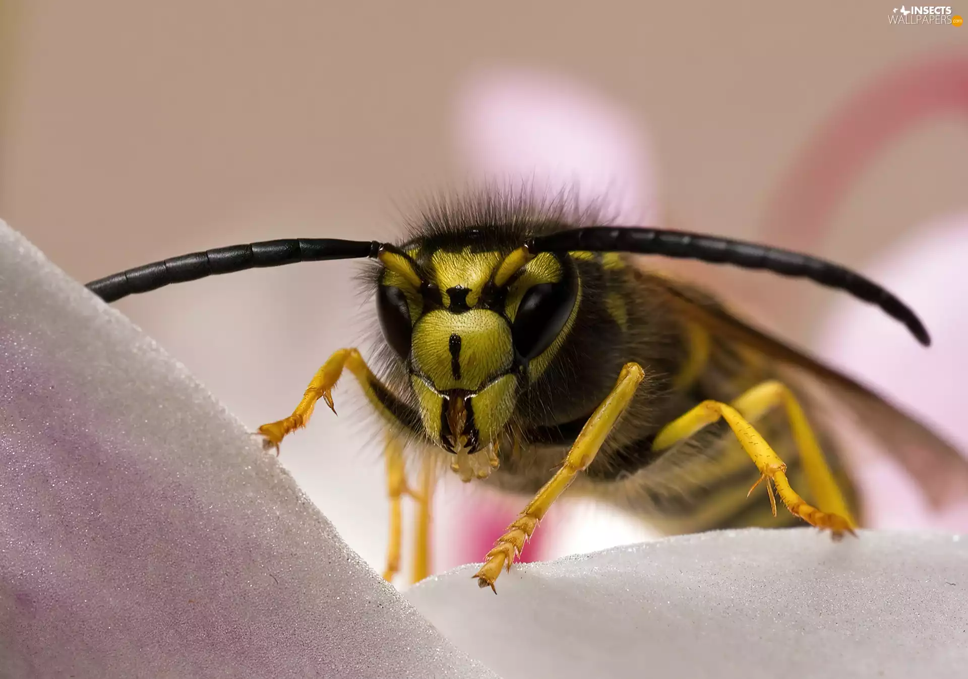 wasp, tentacles, petal