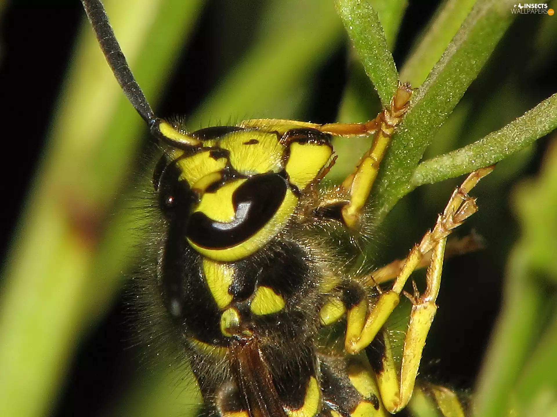 wasp, stalk