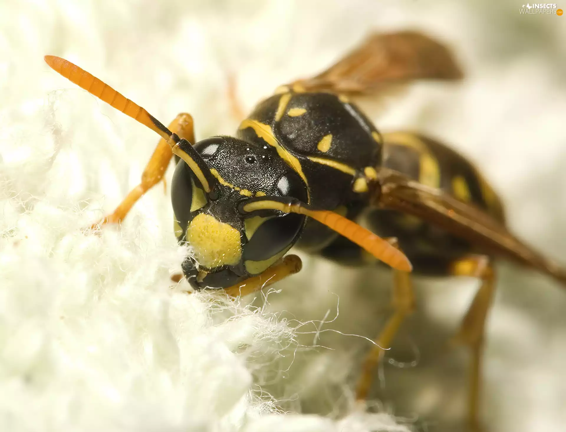 Yellow and black, wasp