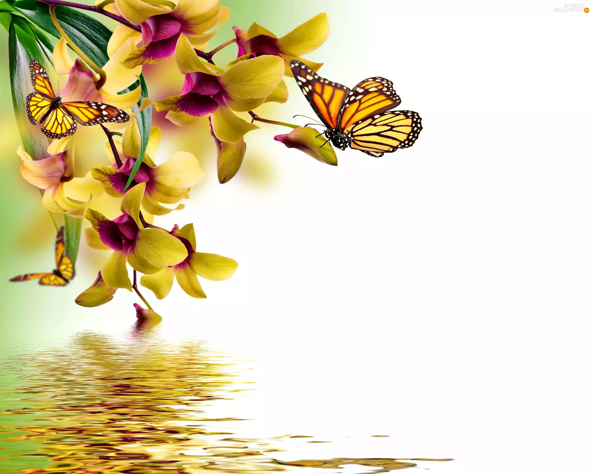 orchids, water, 2D Graphics, butterflies
