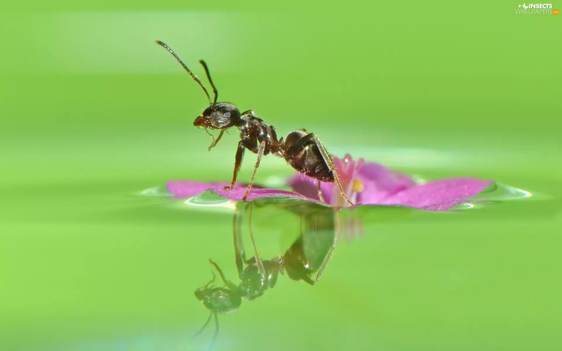 Colourfull Flowers, Close, water, green, ant