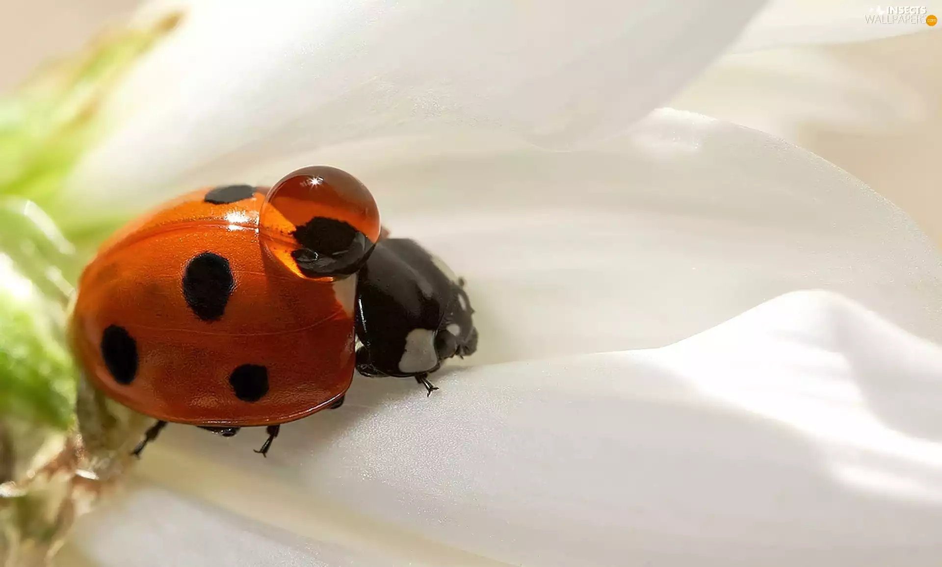 water, ladybird, drop