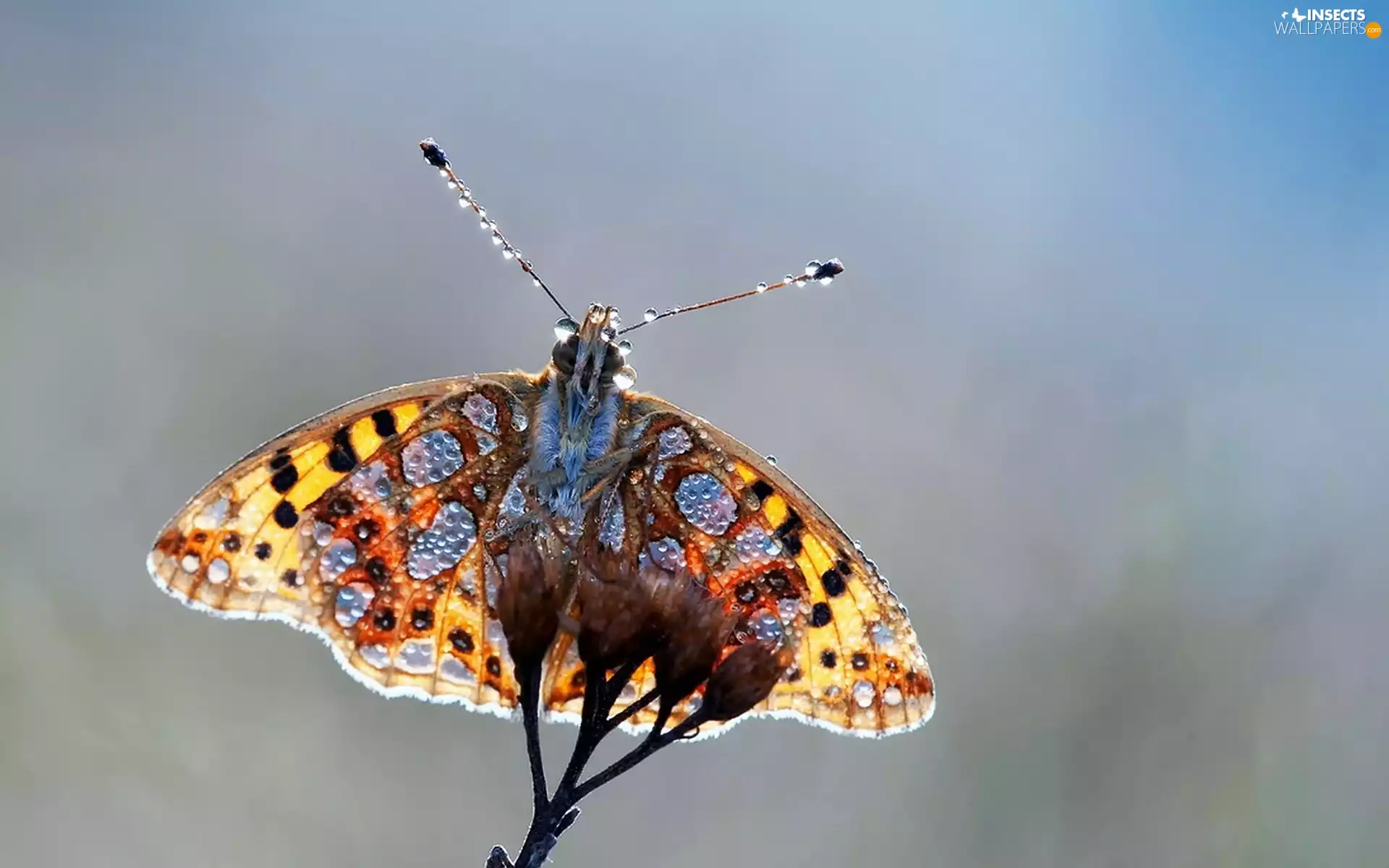 water, butterfly, droplets