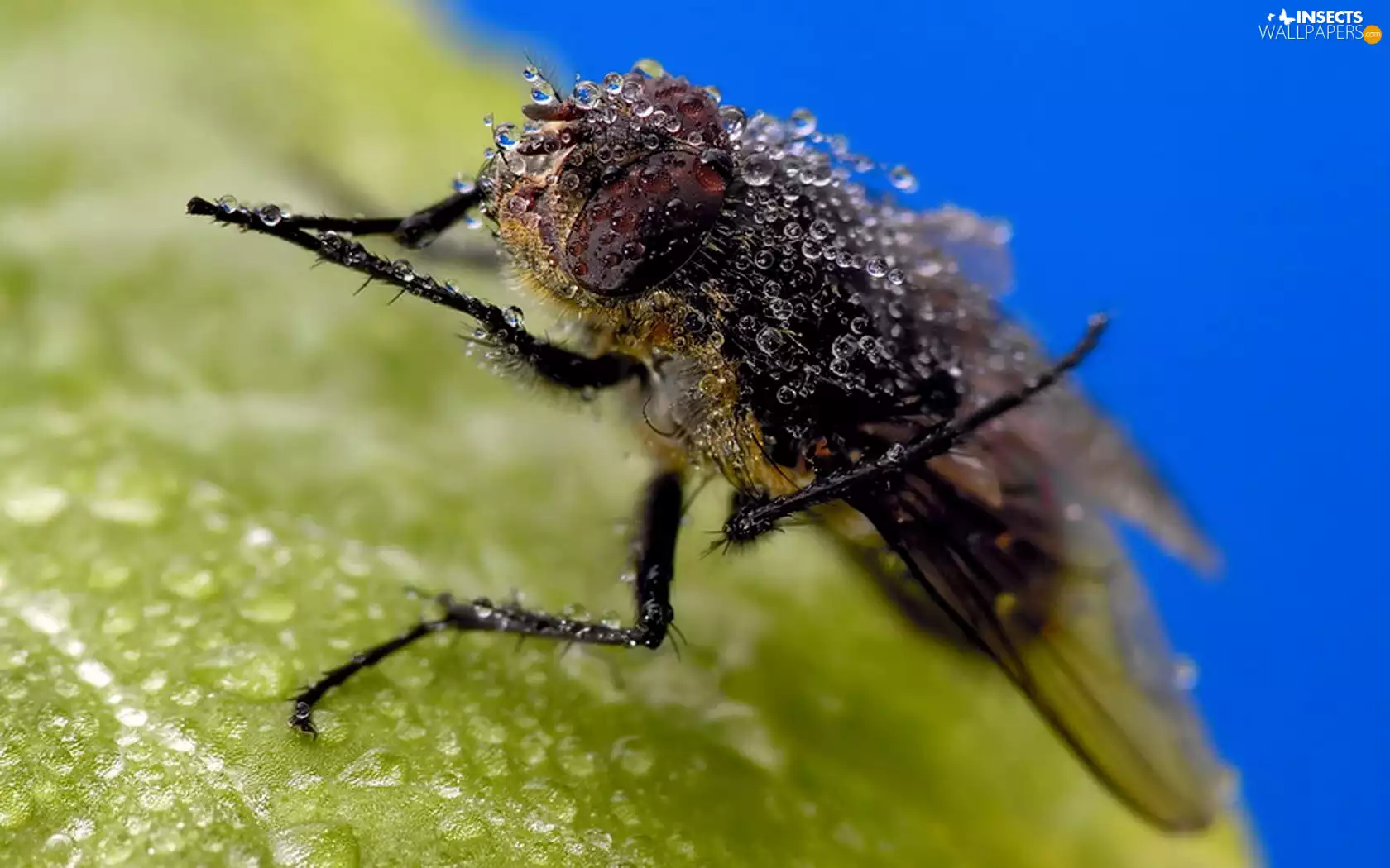 water, fly, drops