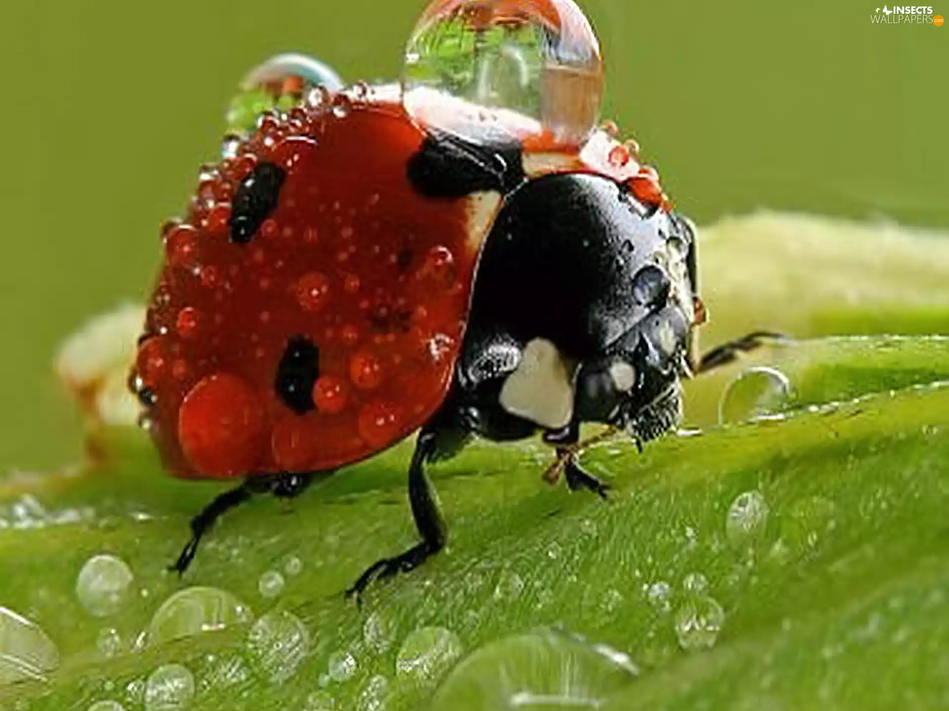 water, ladybird, drops