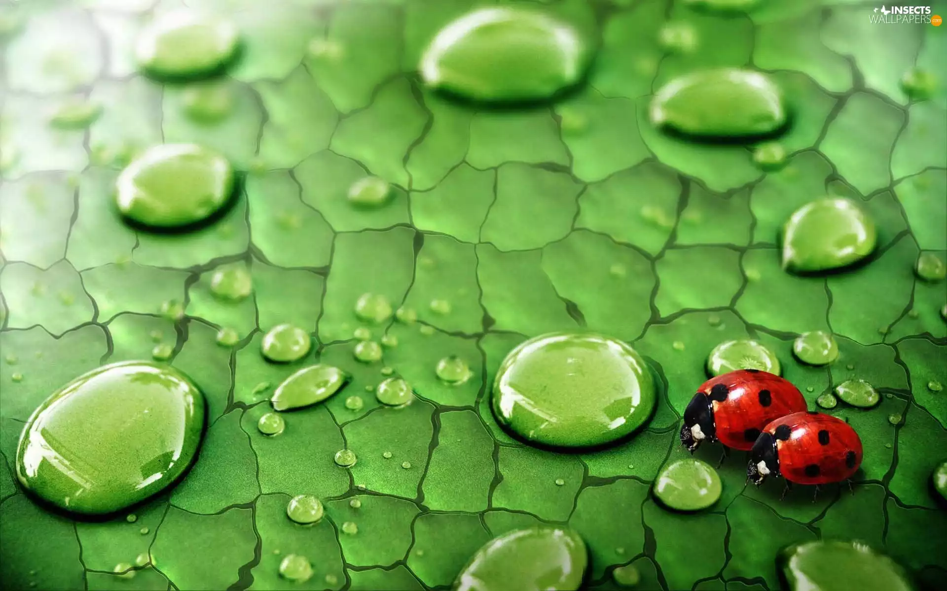 water, ladybugs, drops