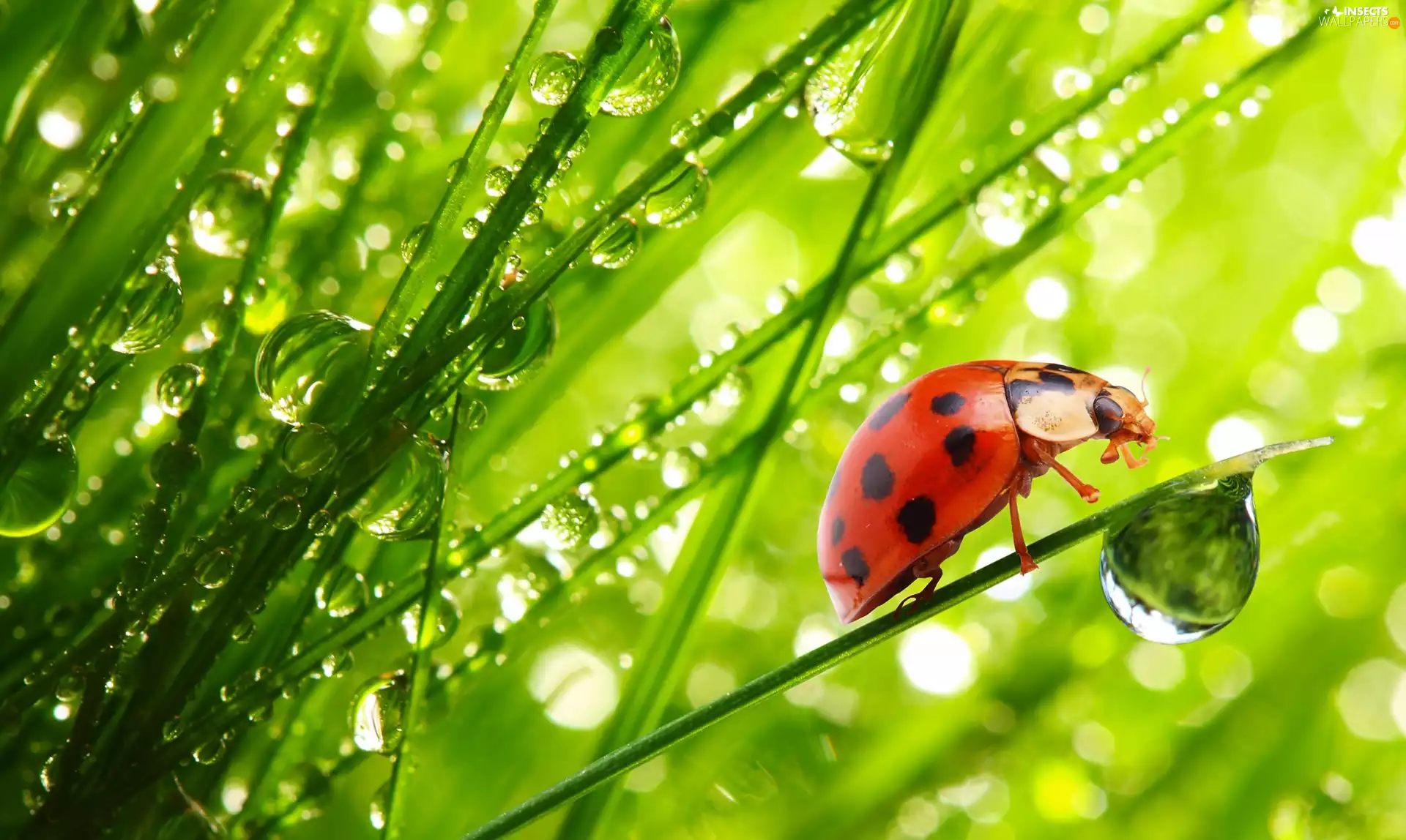 grass, drops, ladybird, water