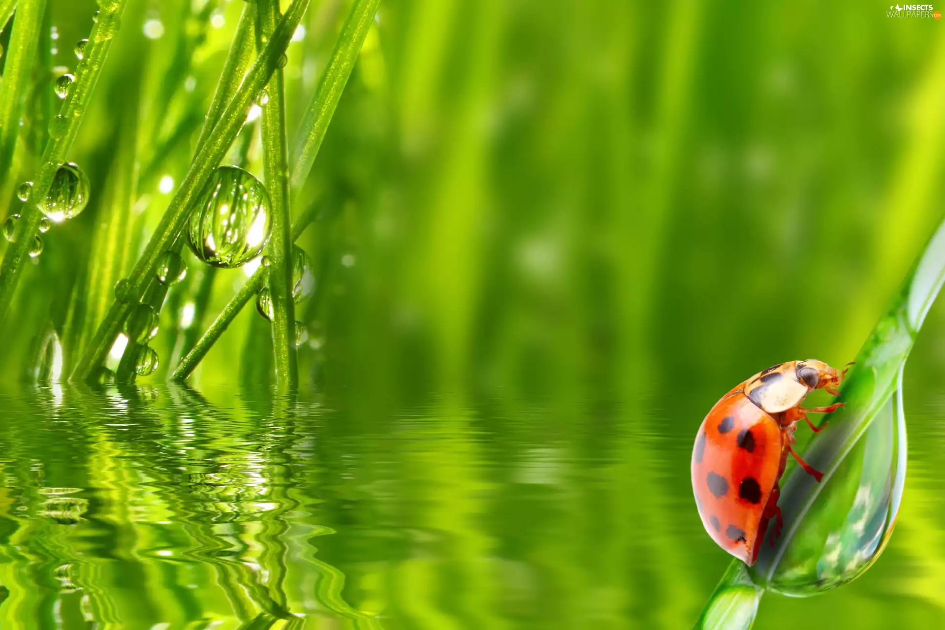 water, ladybird, grass