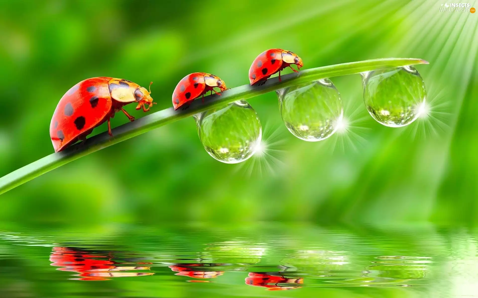 drops, water, ladybugs, leaf, Three