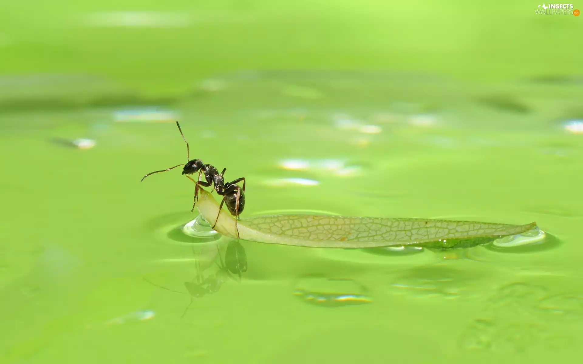 water, ant, leaf