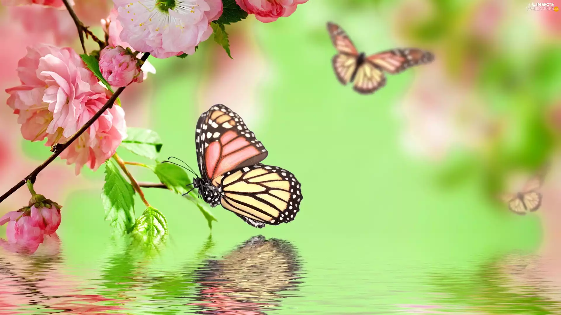 butterflies, water, Pink, Flowers, graphics