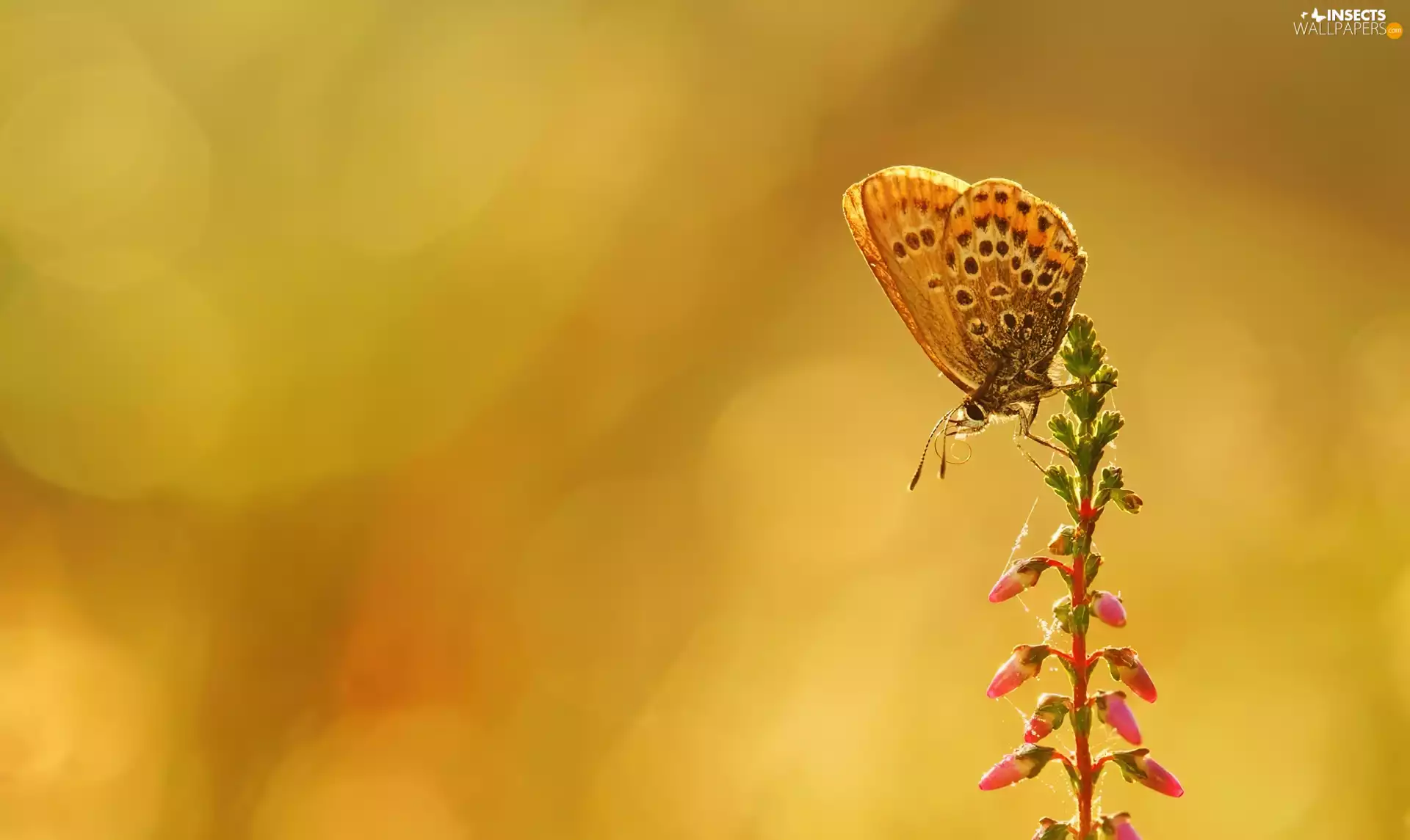Web, butterfly, Buds