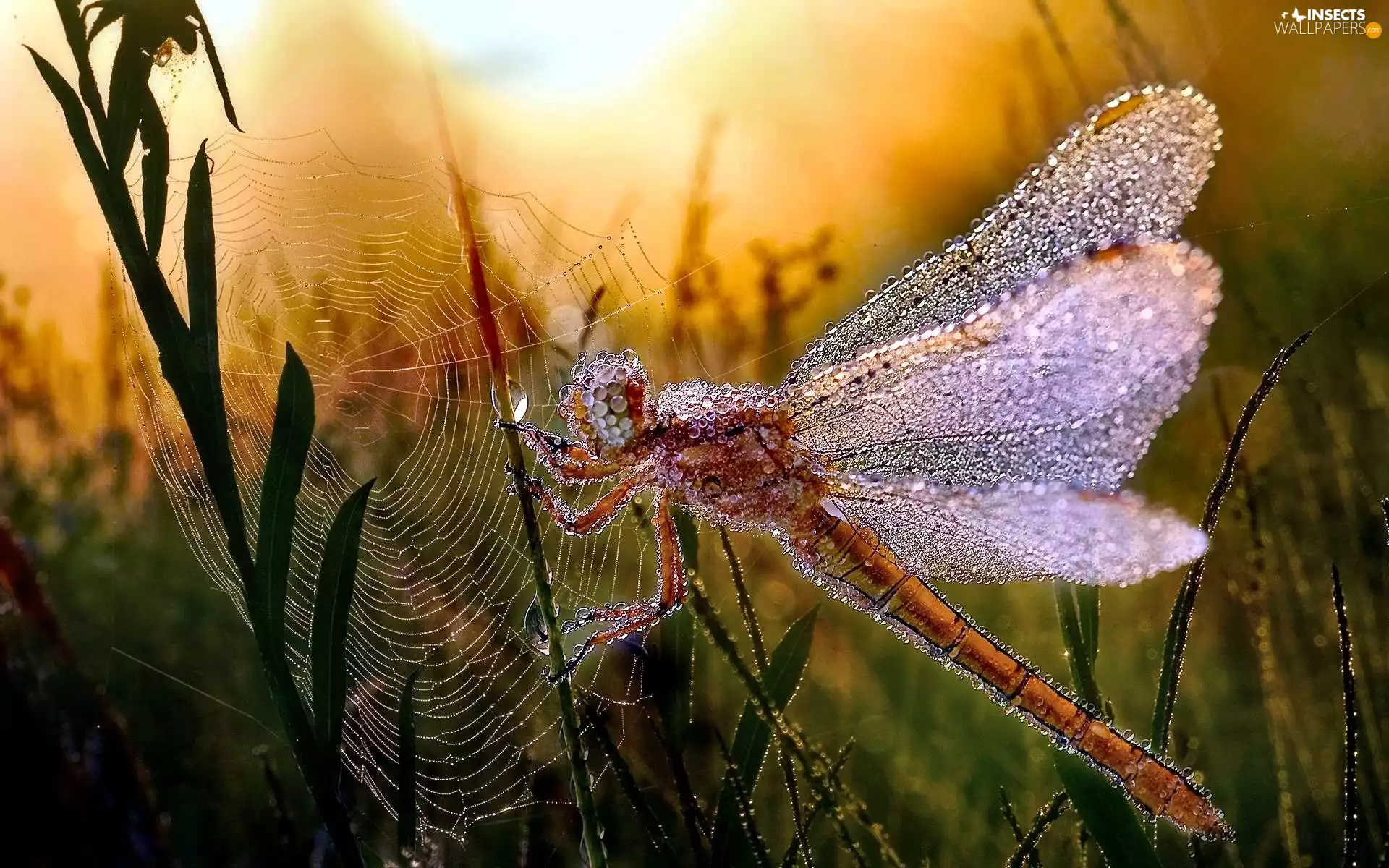 dew, dragon-fly, Web