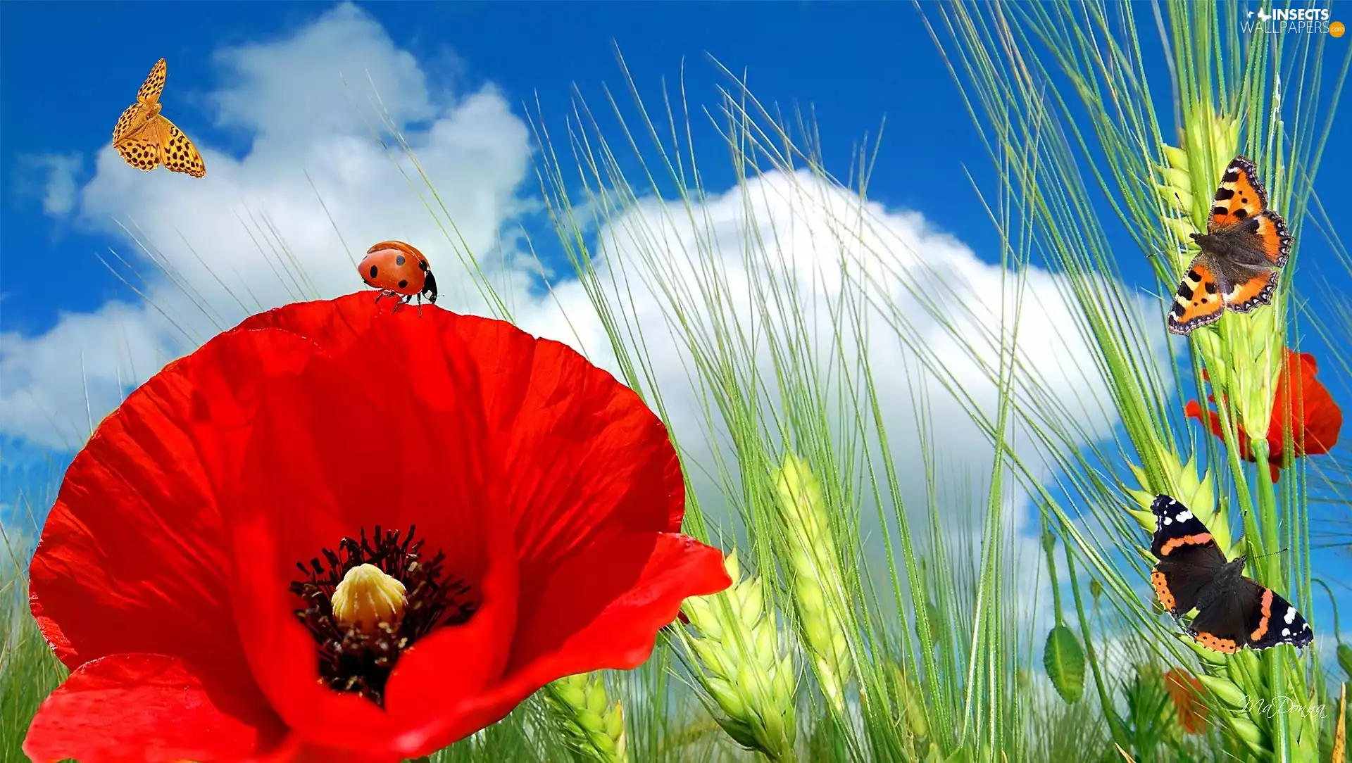 red weed, ladybird, Sky, butterflies