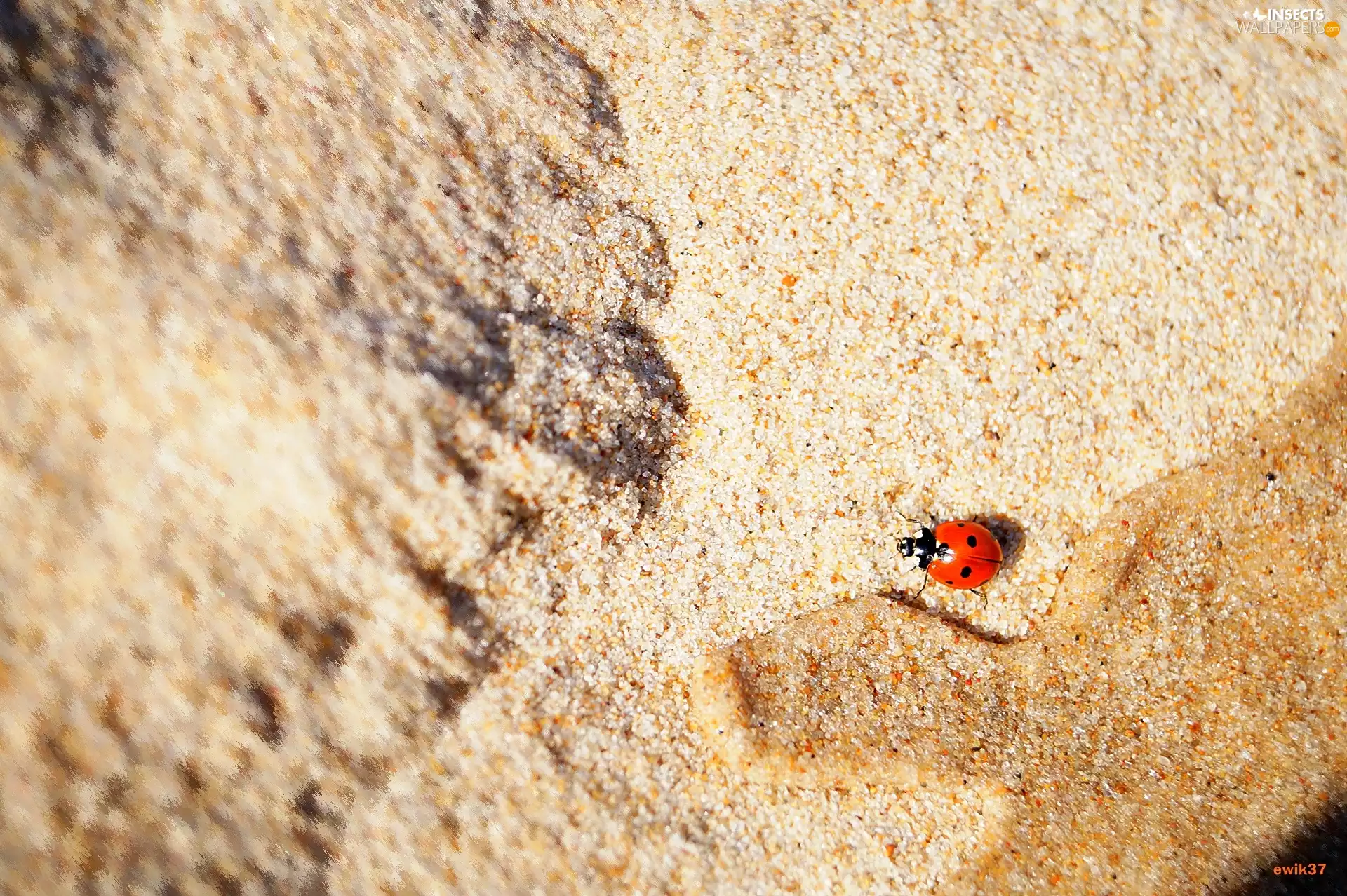Beaches, sand, ladybird, wet