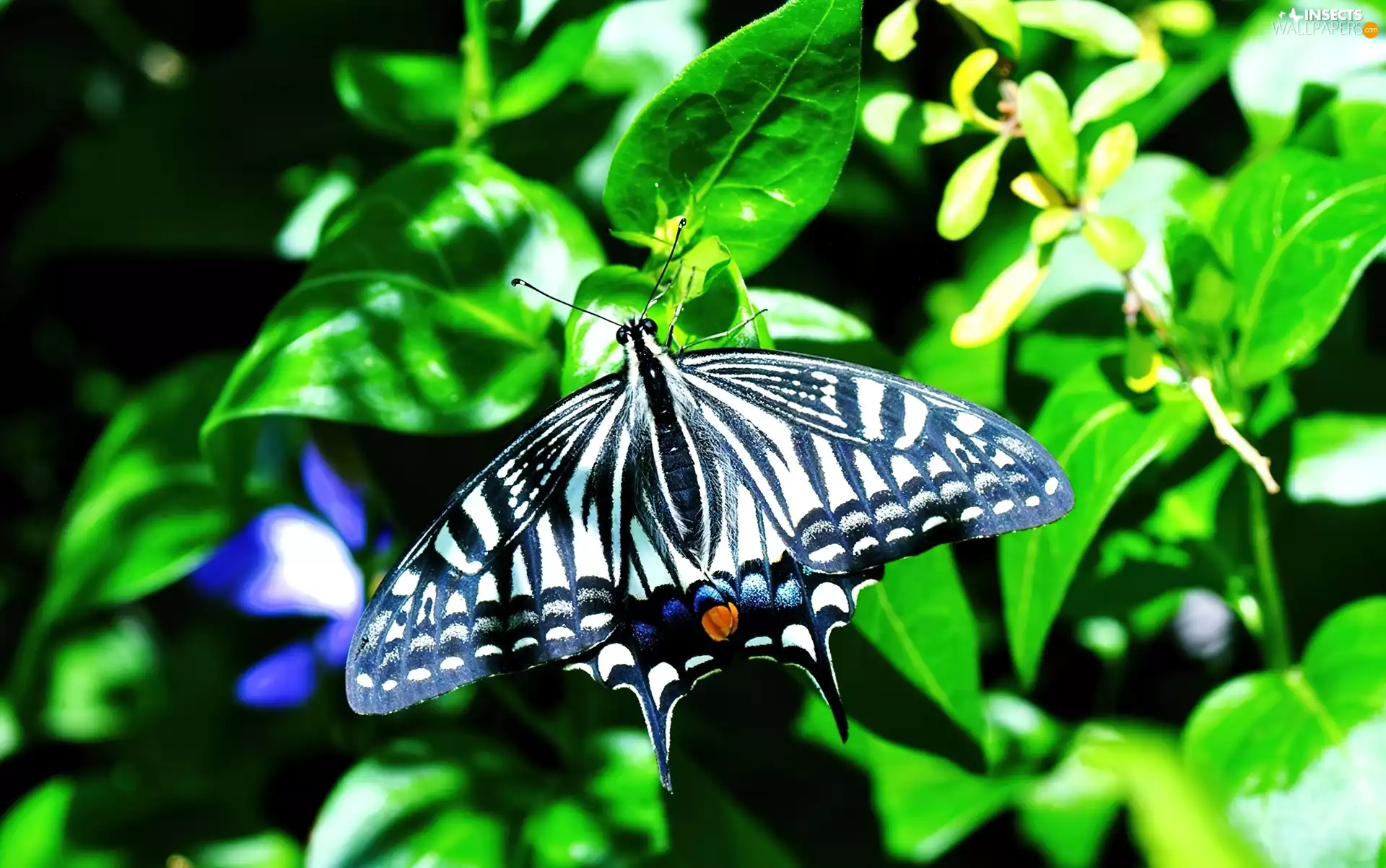 black, butterfly, Bush, White