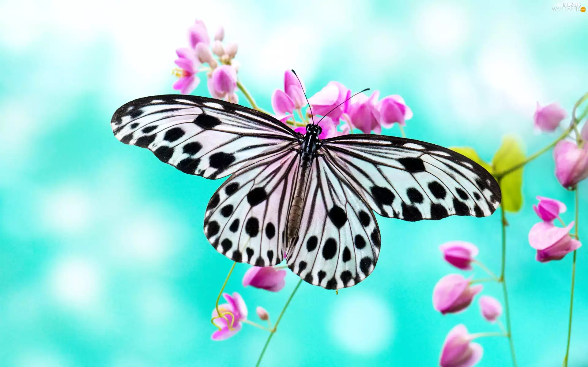 Pink, Colourfull Flowers, White, butterfly, black