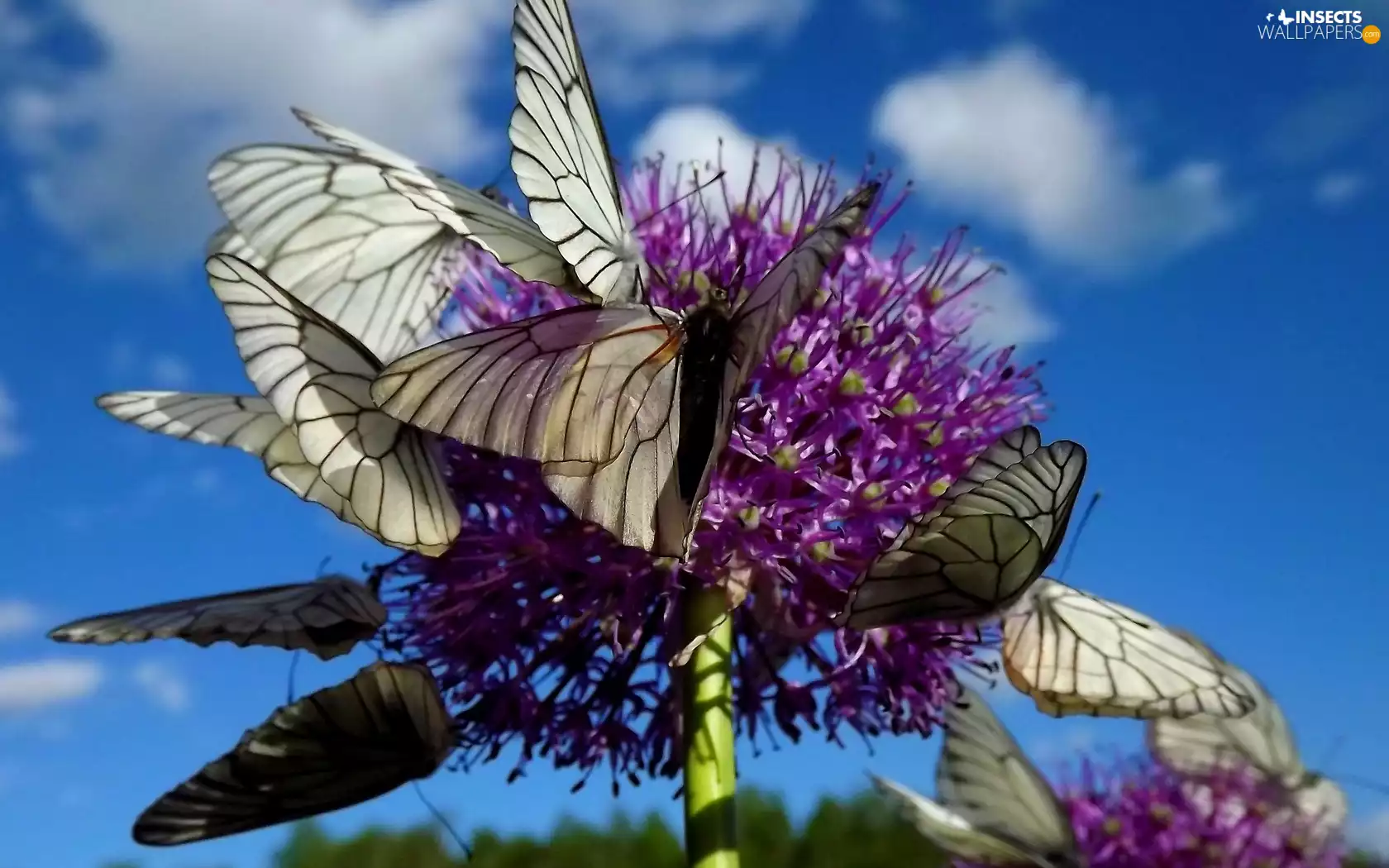 Sky, White, butterflies, Colourfull Flowers