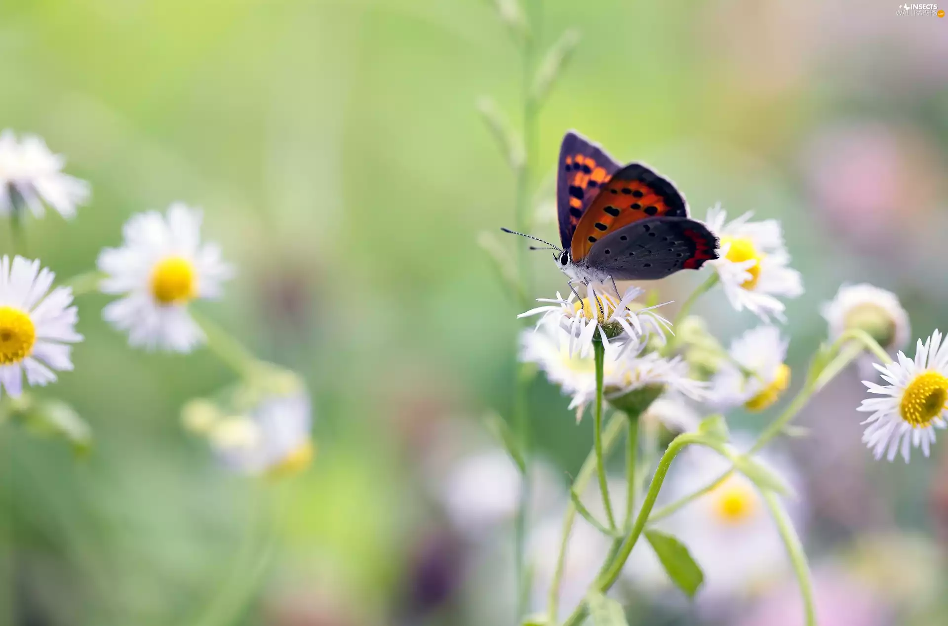 Erigeron White, butterfly, Large Copper