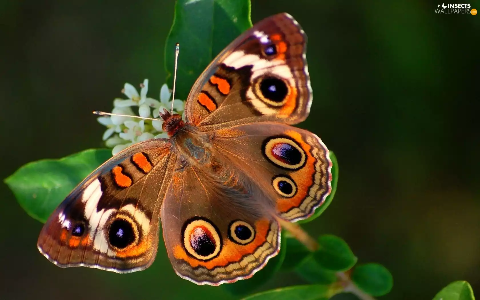 butterfly, change, Flowers, White