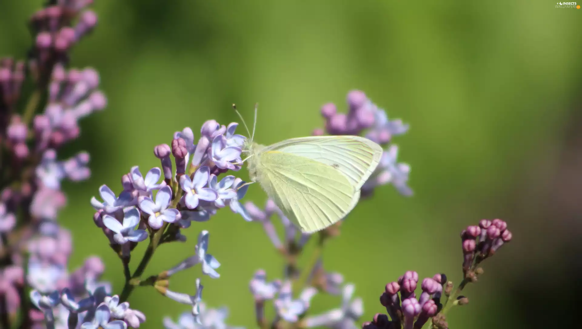 Syringa, rapprochement, Small White, without, butterfly