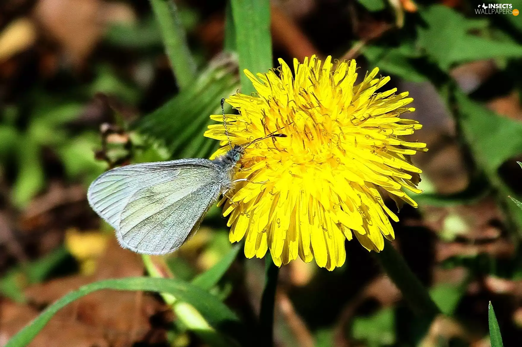 butterfly, sow-thistle, White