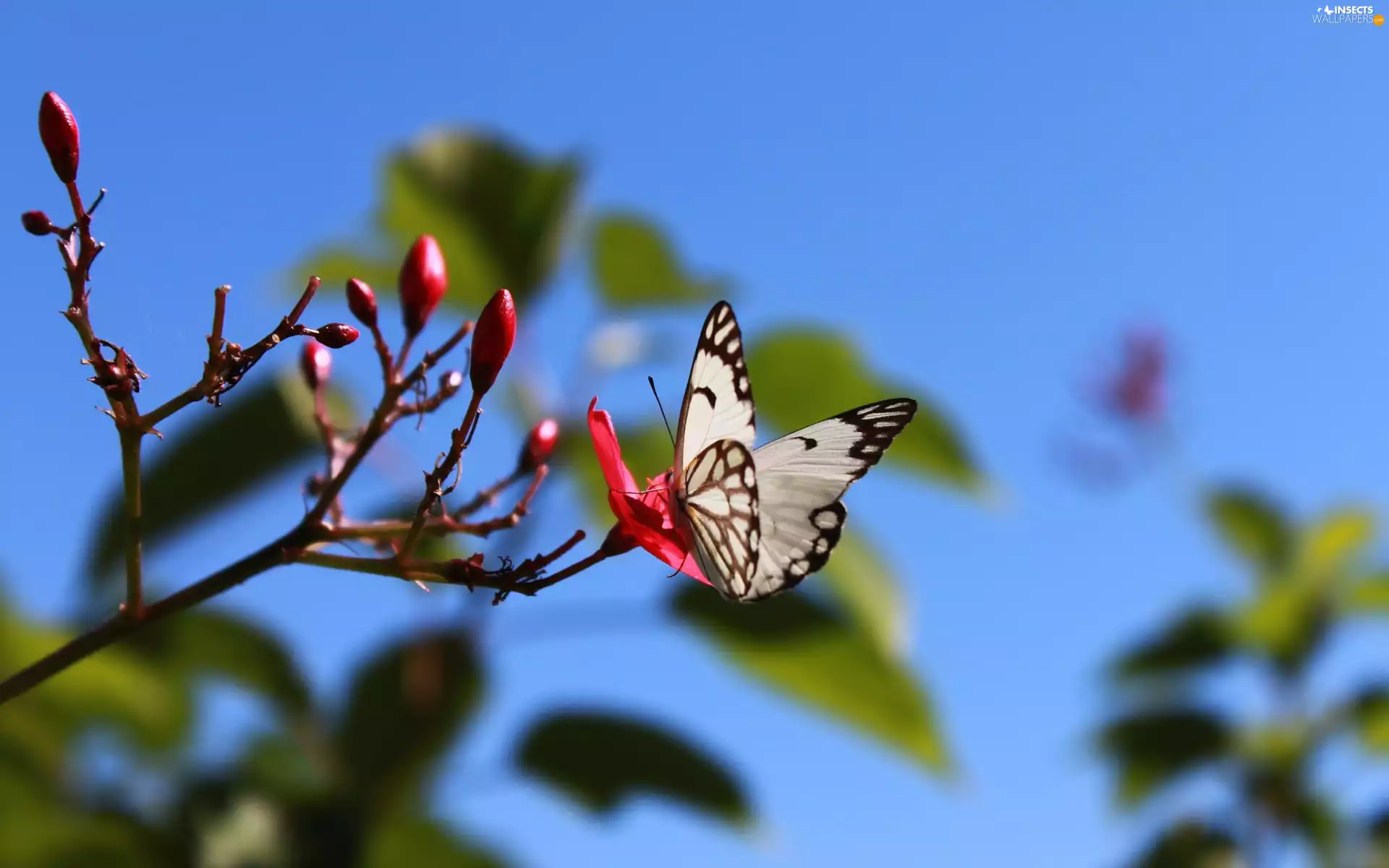 White, butterfly