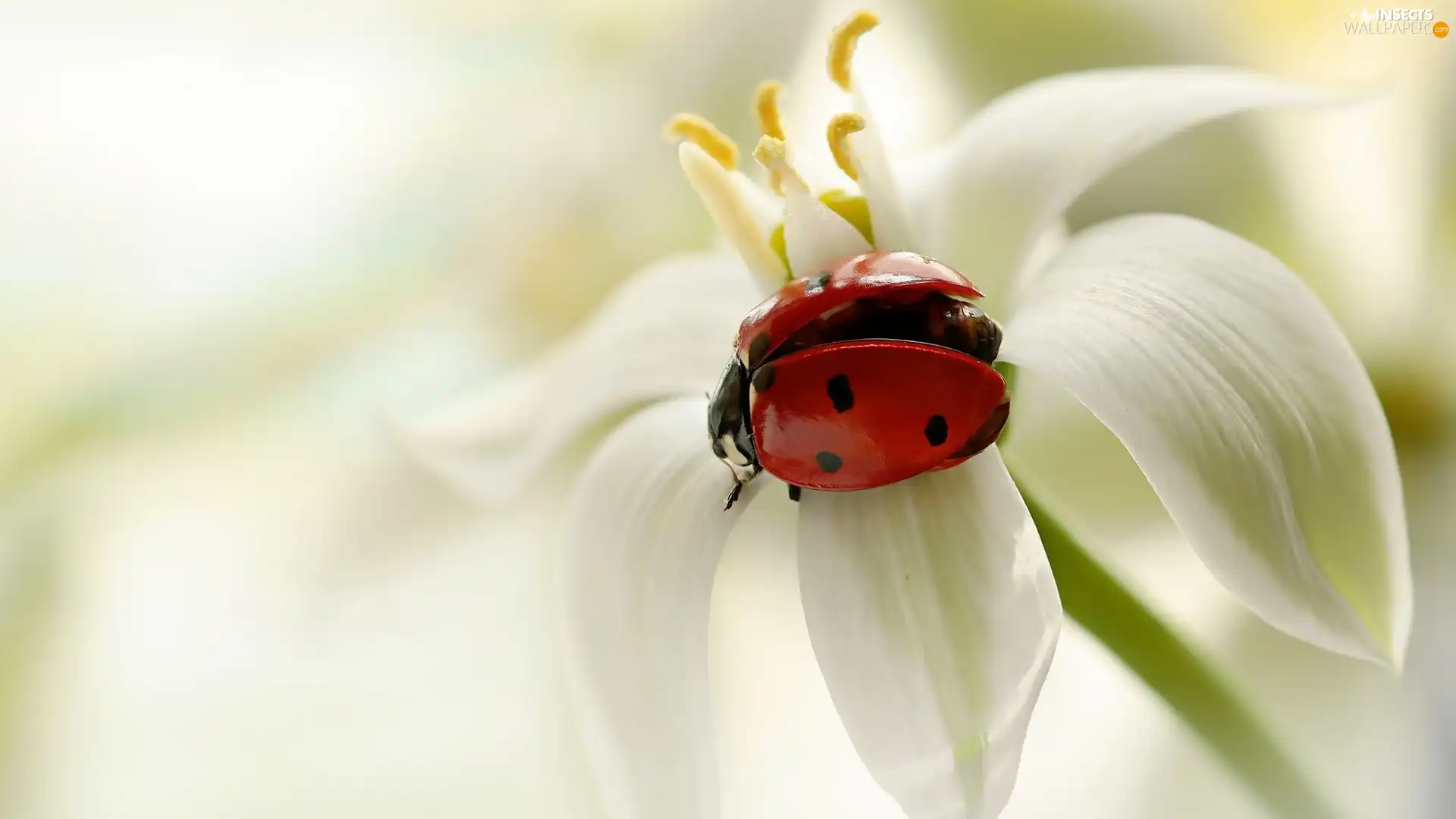 ladybird, White, Close, Colourfull Flowers