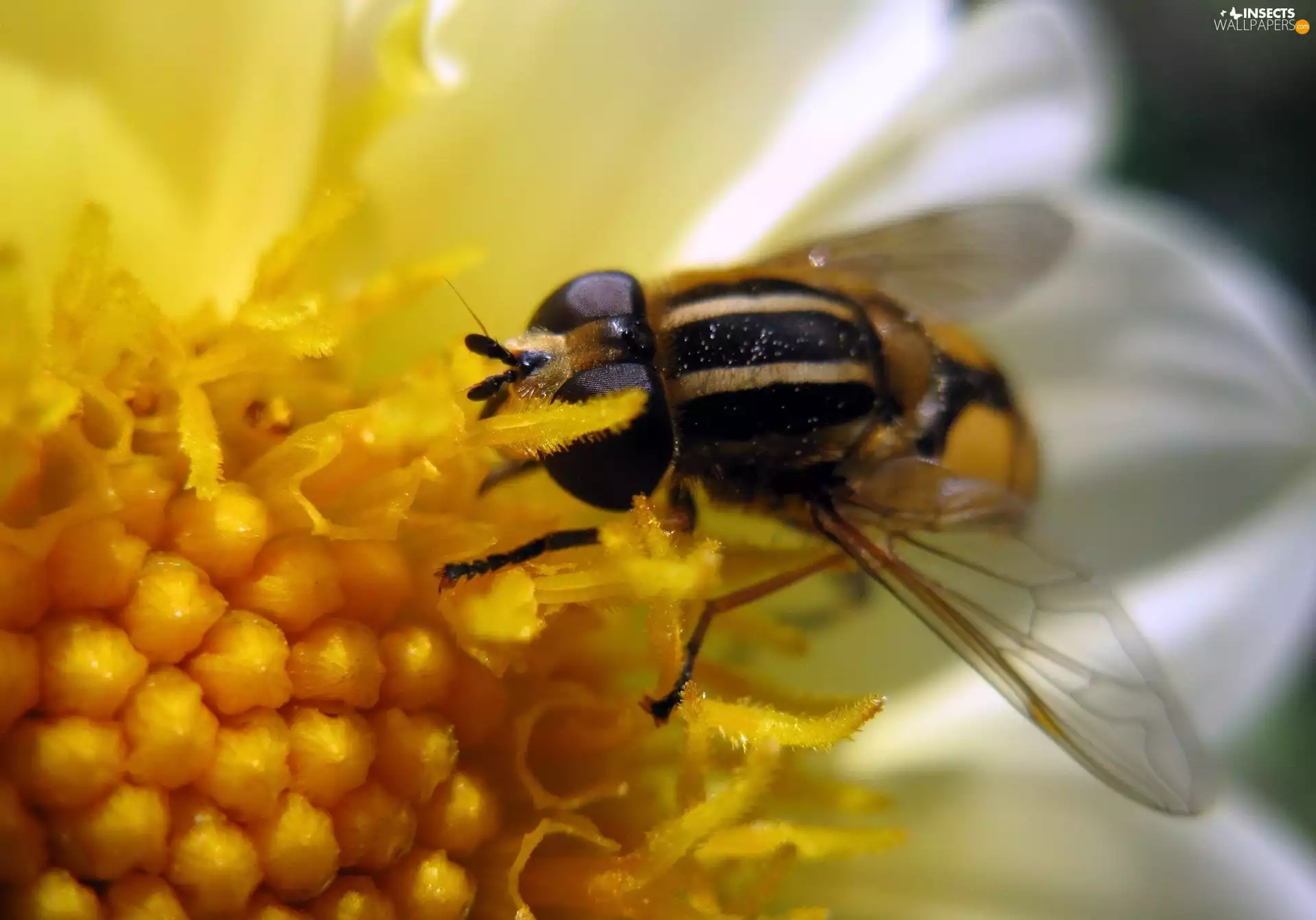 Colourfull Flowers, bee, White